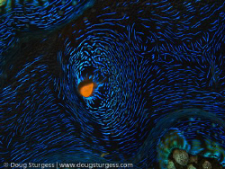 Closeup of a giant clam.  I've titled it 'Van Gogh's Clam... by Doug Sturgess 